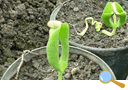 種を植えてから約1週間