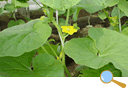 定植後、2〜3週間